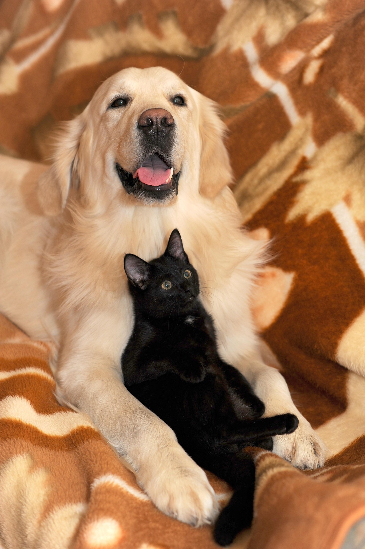 Dog and cat best friends at home
